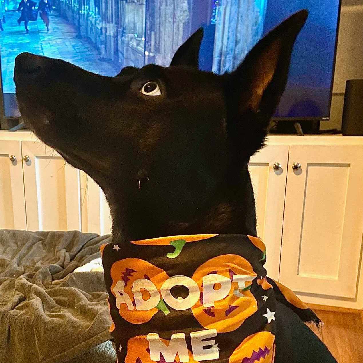 Enlarge Midnight , a Adopted mixed breed in Dallas, TX image 6/6