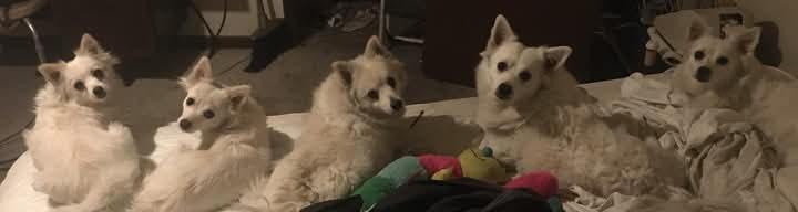 Annie (eskimo) thumbnail 6