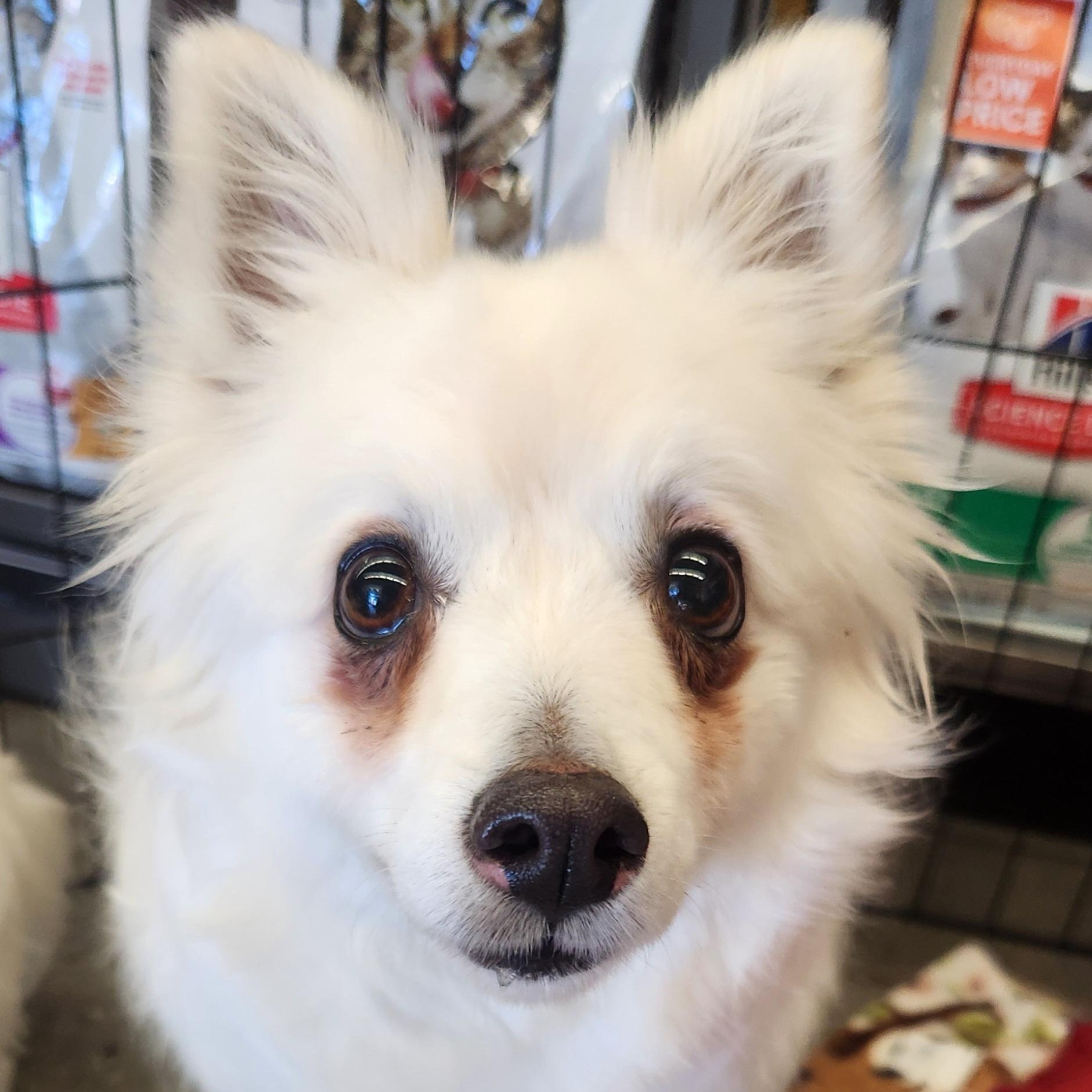 Annie (eskimo) photo 1