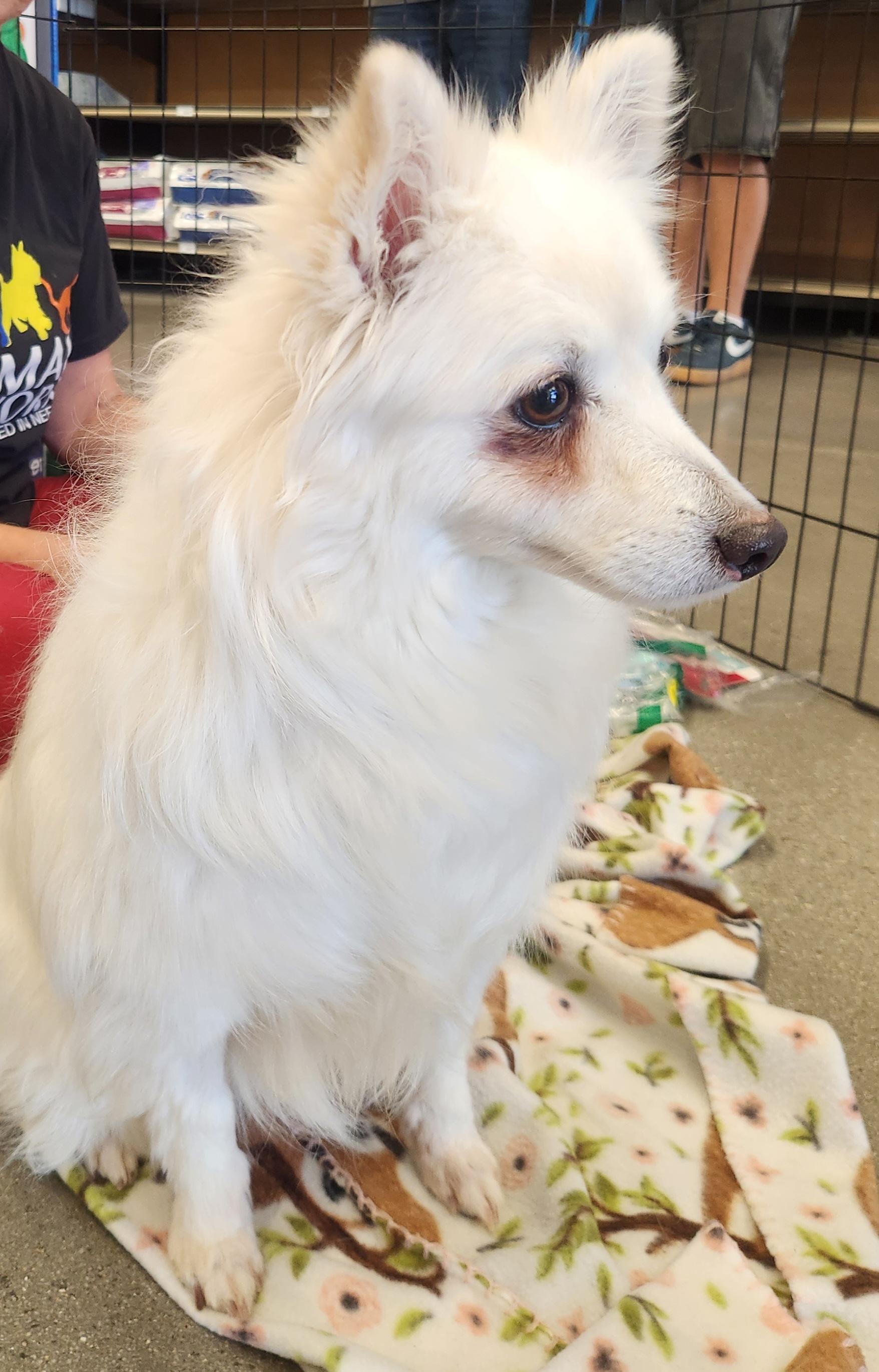 ANNIE (Eskimo) photo 3