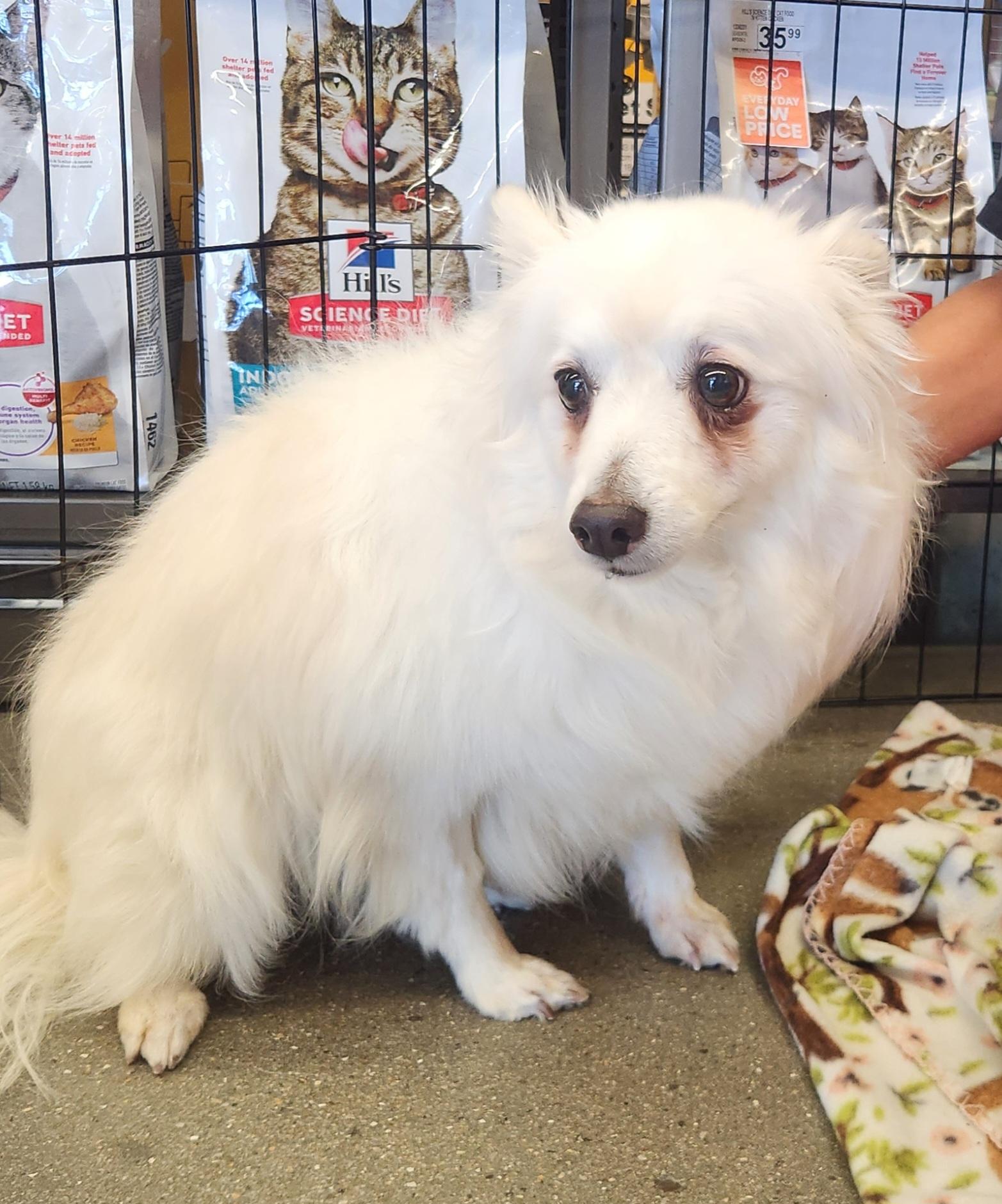 ANNIE (Eskimo) photo 2