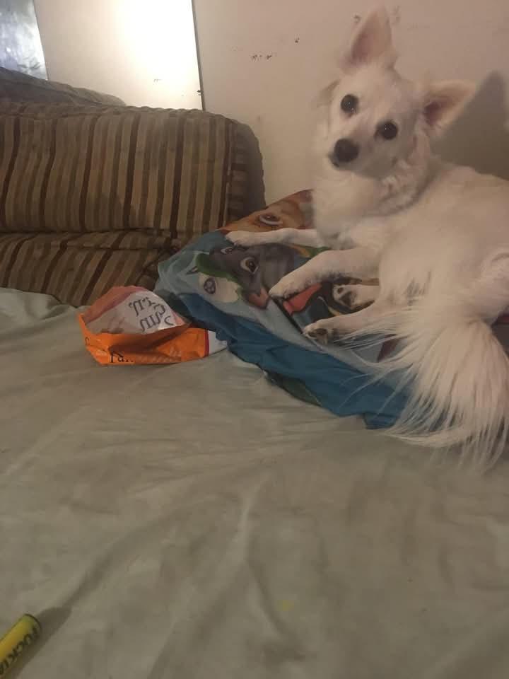 ANNIE (Eskimo), Adult Female American Eskimo Dog