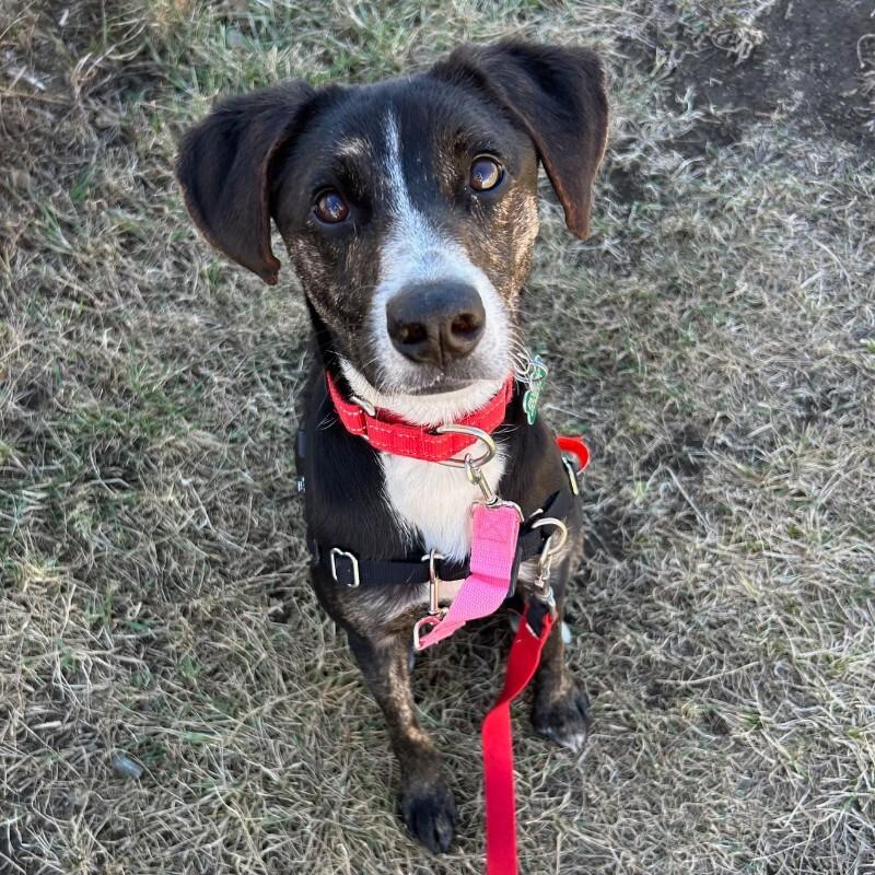 Daisy Duke, Adoptable, Adult Female Cattle Dog & Mixed Breed.