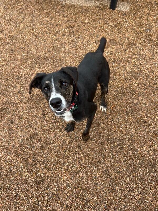 Enlarge Daisy Duke, a Adoptable mixed breed in Fort Collins, CO image 2/6