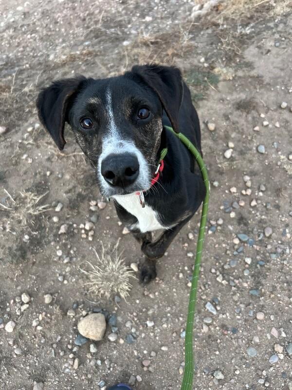 Enlarge Daisy Duke, a Adoptable mixed breed in Fort Collins, CO image 3/6