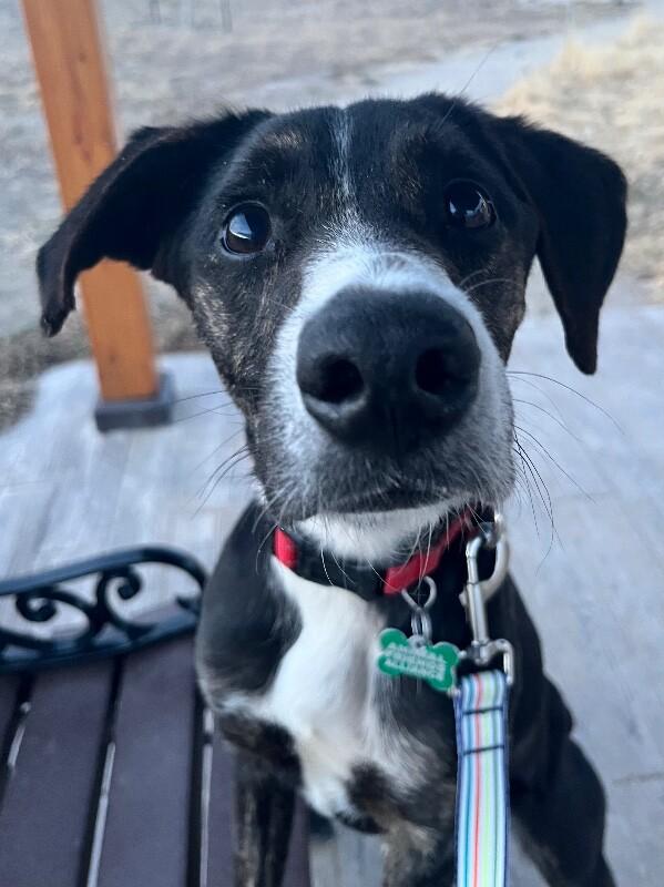 Enlarge Daisy Duke, a Adoptable mixed breed in Fort Collins, CO image 4/6