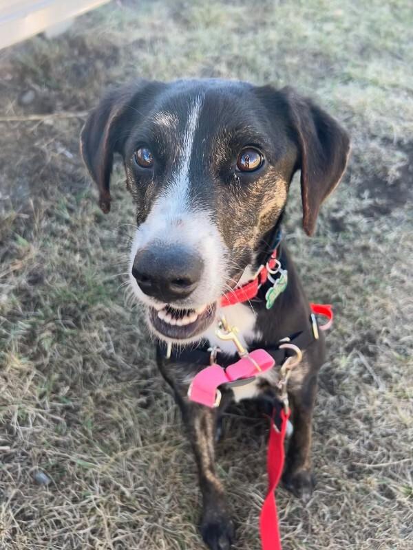 Enlarge Daisy Duke, a Adoptable mixed breed in Fort Collins, CO image 5/6