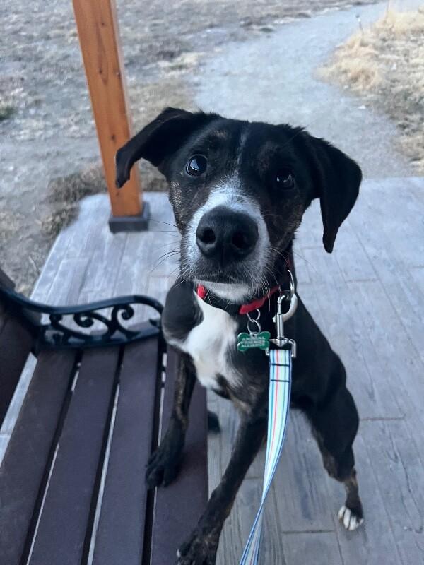 Enlarge Daisy Duke, a Adoptable mixed breed in Fort Collins, CO image 6/6