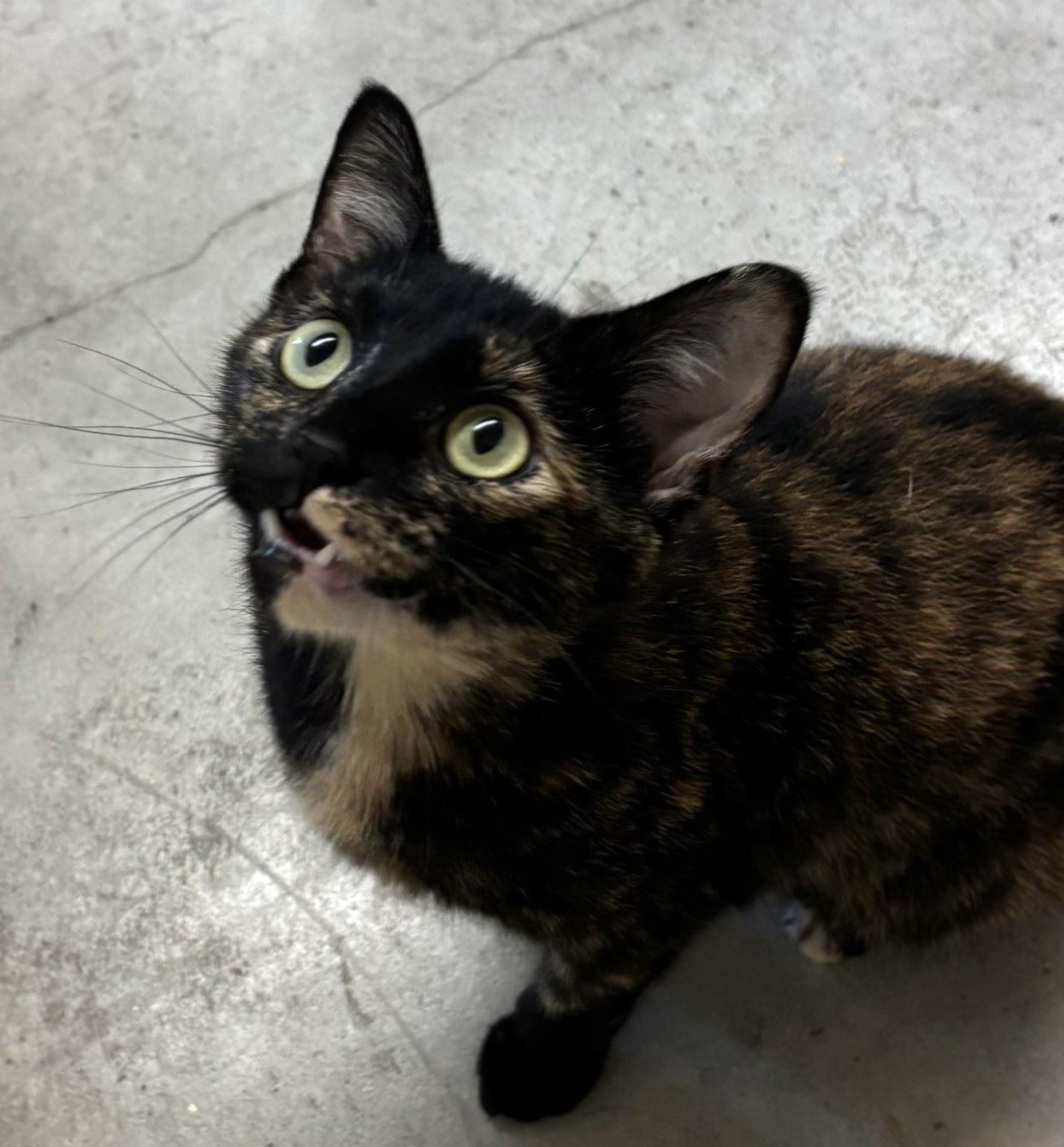 Enlarge Saucepan, a Adoptable Domestic Short Hair in Iowa City, IA image 1/2