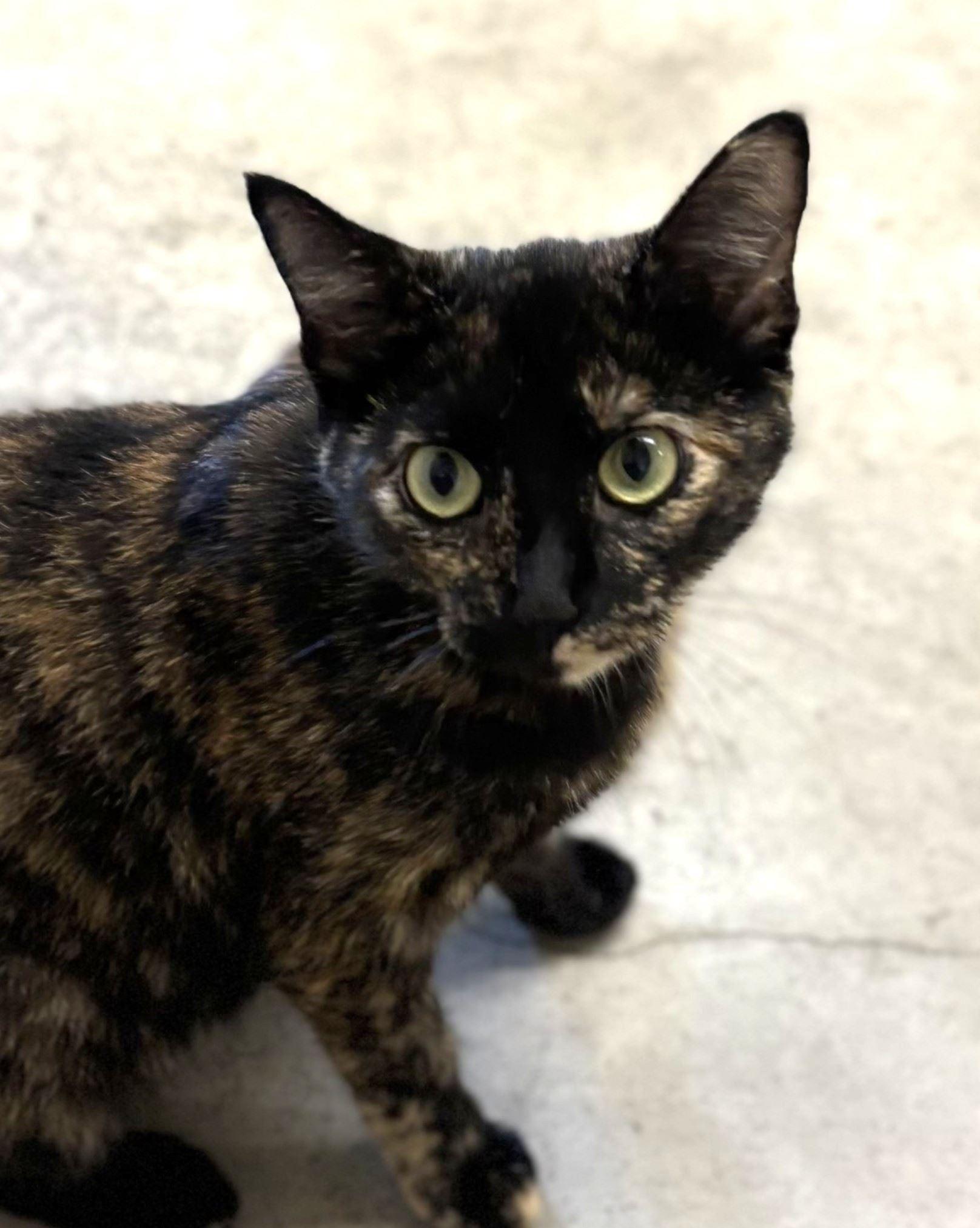 Enlarge Saucepan, a Adoptable Domestic Short Hair in Iowa City, IA image 2/2