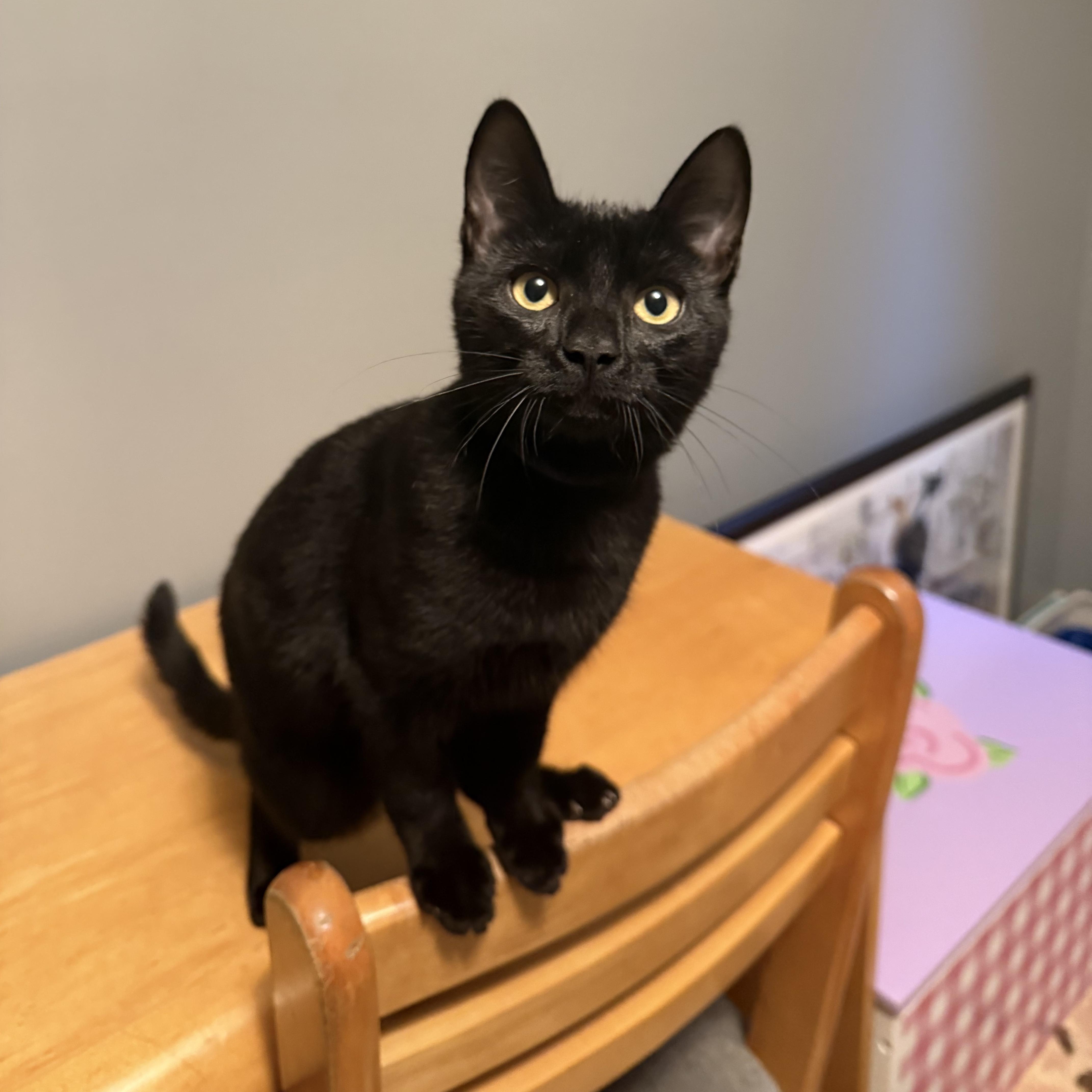 Enlarge Hala, a Adoptable Domestic Short Hair in Mission, BC image 1/2