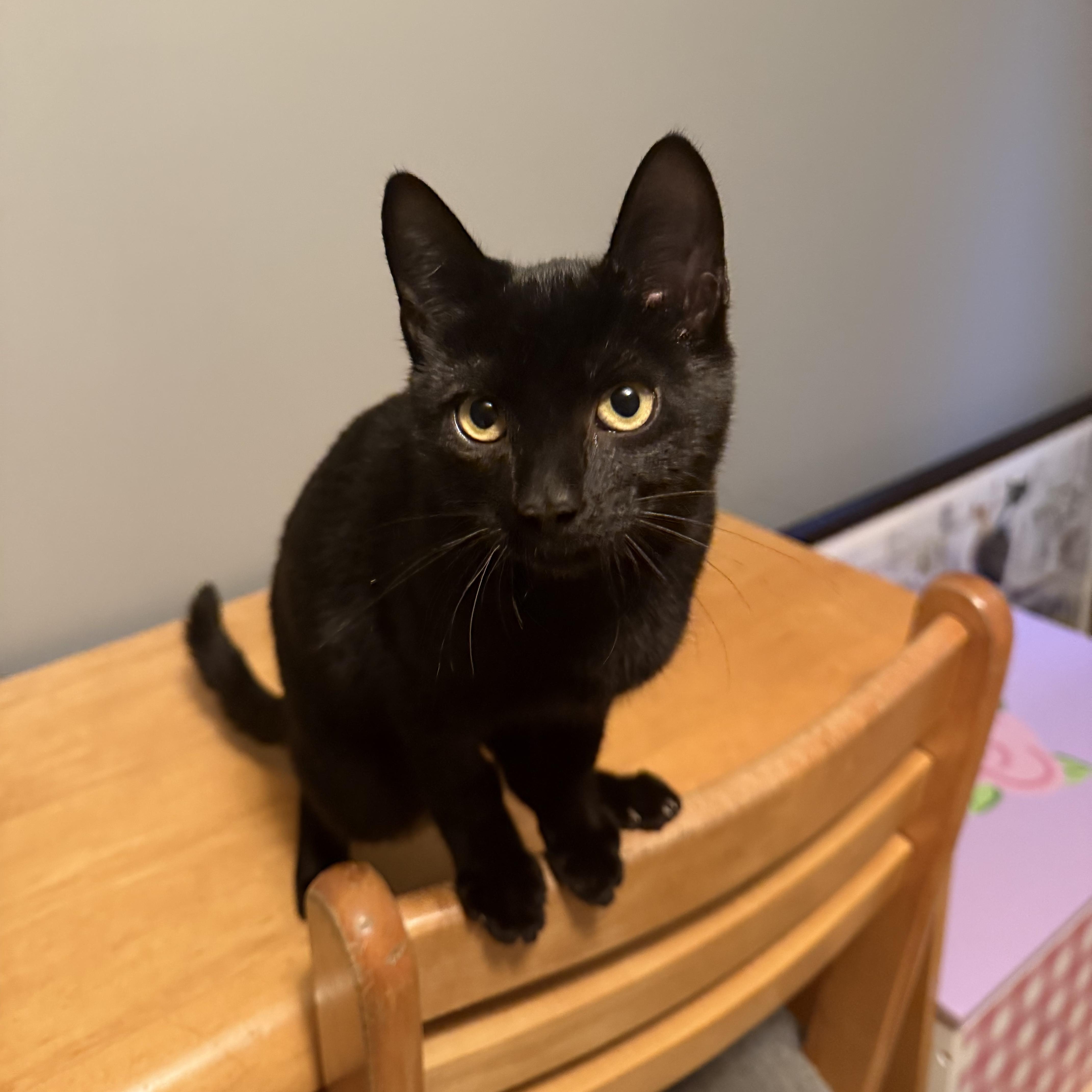 Enlarge Hala, a Adoptable Domestic Short Hair in Mission, BC image 2/2