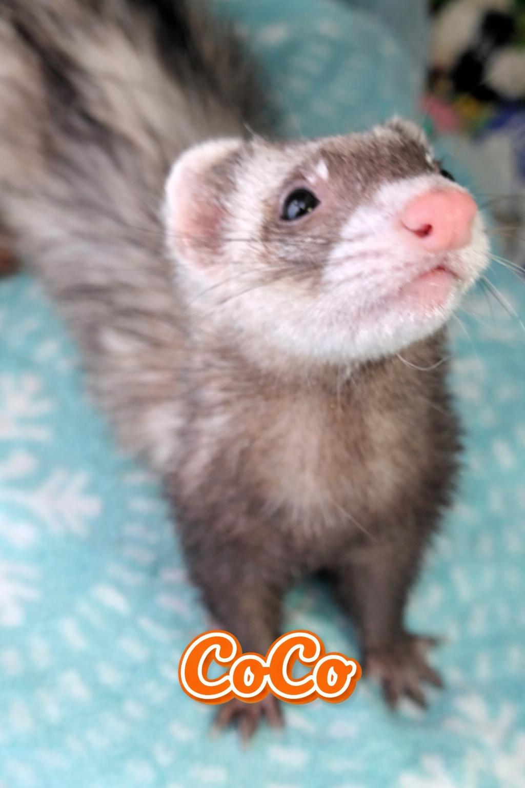 Enlarge CoCo, a Adoptable Ferret in Cleveland, OH image 2/2