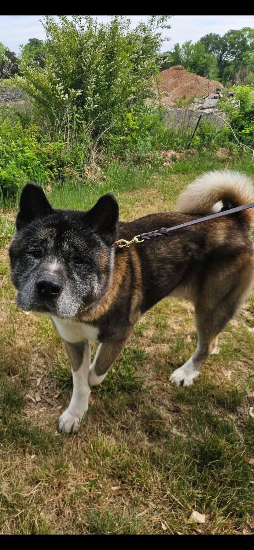 Coda, a Adoptable Akita in Mooresville, NC image 2/3
