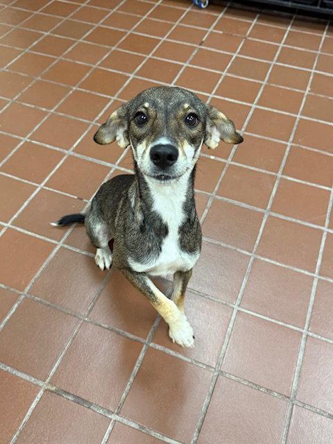 Luna Baby, Adoptable, Puppy Female Shepherd & Labrador Retriever.
