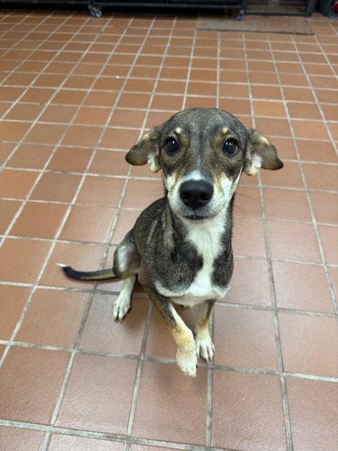 Luna Baby, a Adoptable mixed breed in Lake Hopatcong, NJ image 3/3
