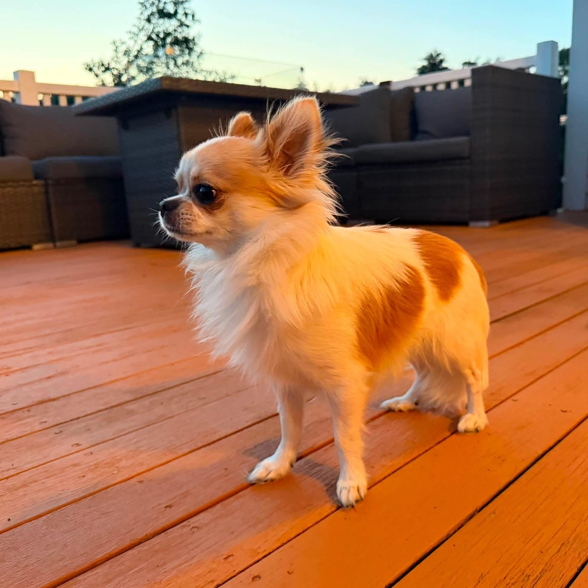 Enlarge Ramsey, an adopted Chihuahua in Pelham, NH image 6/6