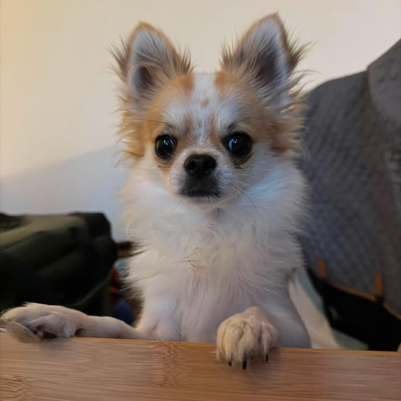 Enlarge Ramsey, an adopted Chihuahua in Pelham, NH image 3/6