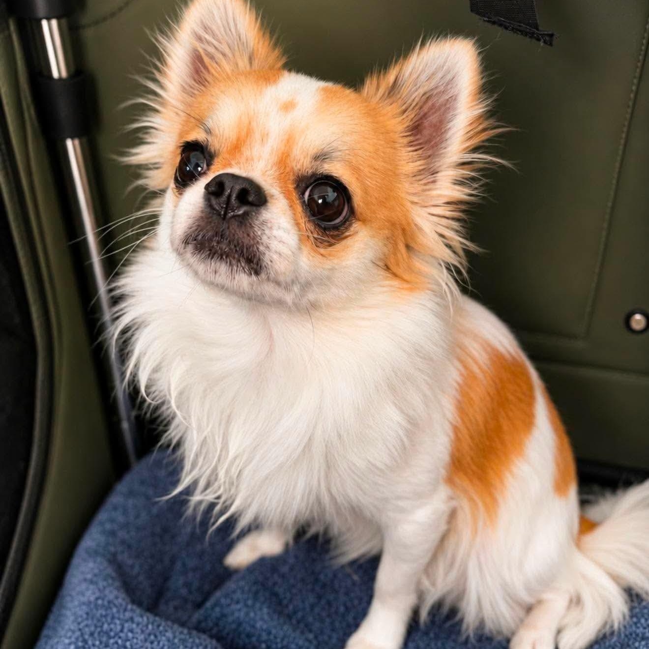 Enlarge Ramsey, an adopted Chihuahua in Pelham, NH image 2/6