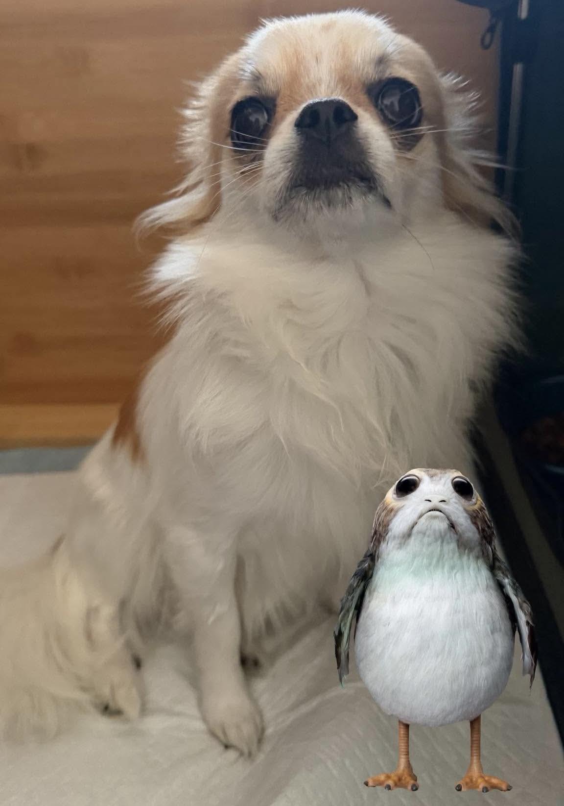 Enlarge Ramsey, an adopted Chihuahua in Pelham, NH image 5/6