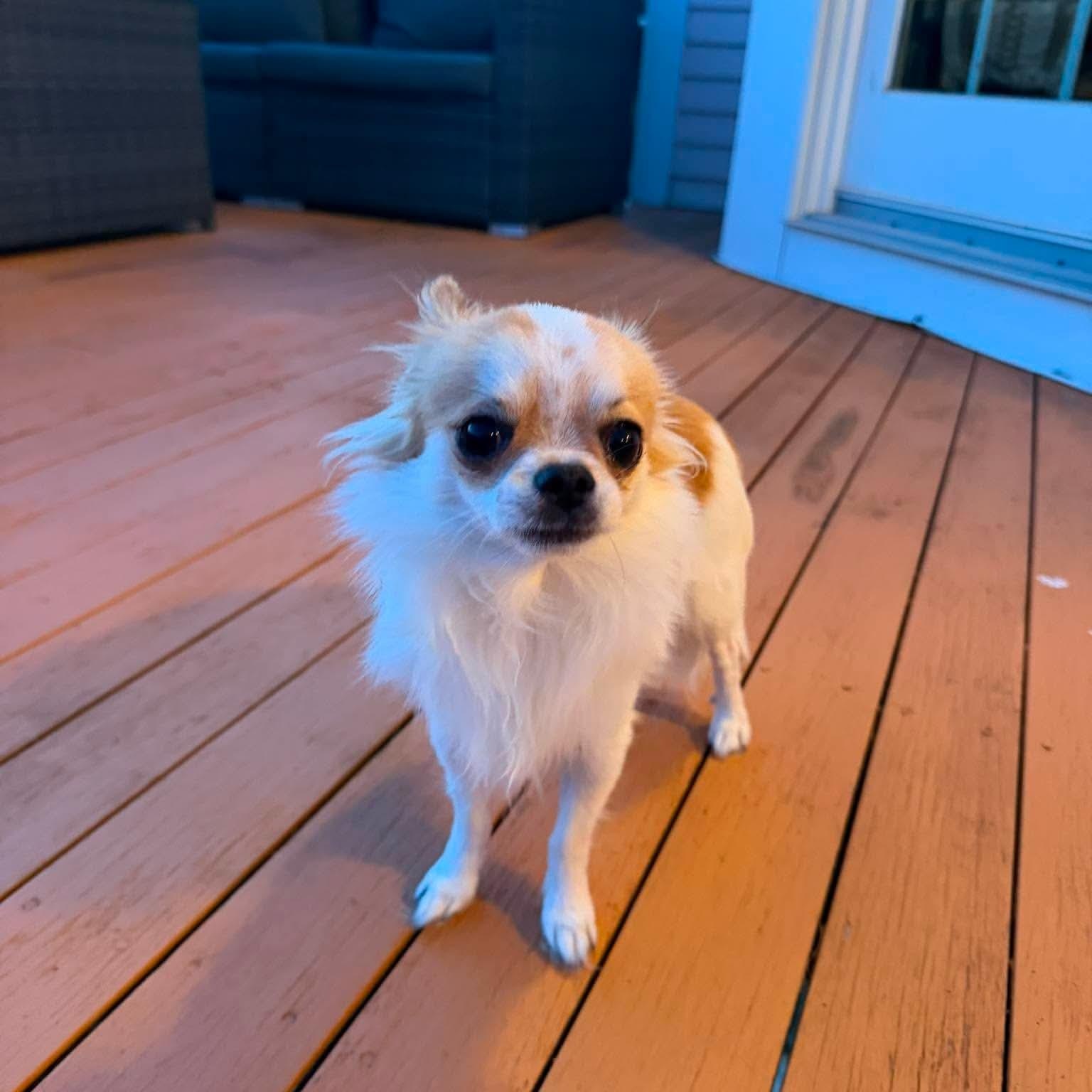 Enlarge Ramsey, an adopted Chihuahua in Pelham, NH image 4/6