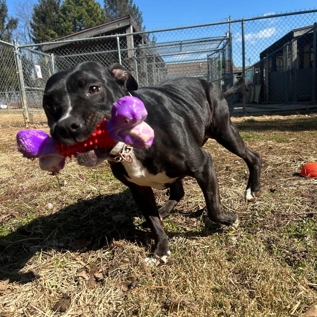 Tink, Adoptable, Young Female Terrier & English Bulldog.