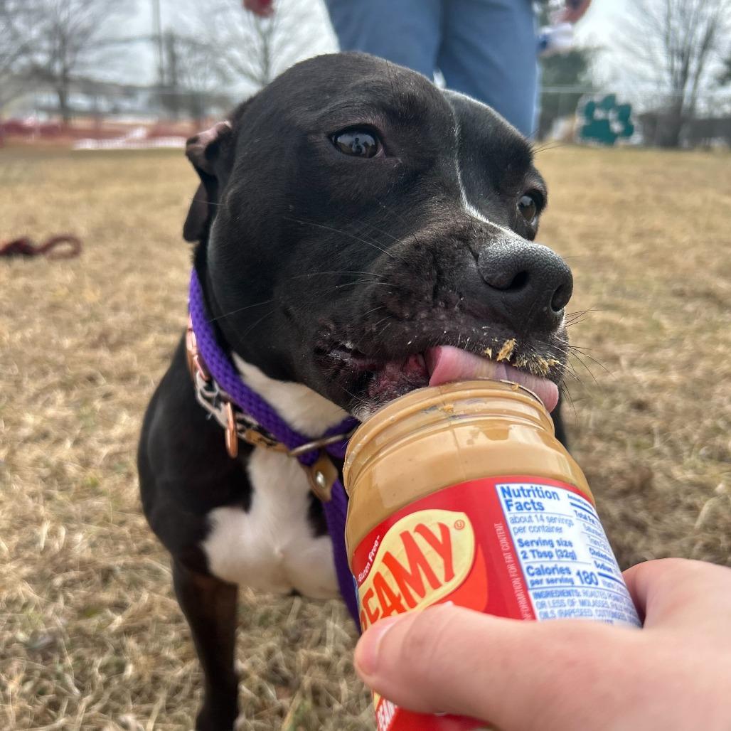 Enlarge Tink, a Adoptable mixed breed in Louisville, KY image 2/6