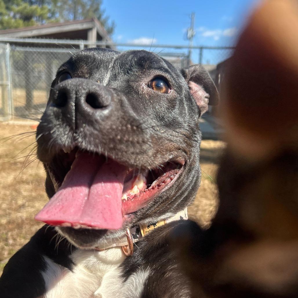 Tink, Adoptable, Young Female Terrier & English Bulldog.