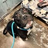 Enlarge Tink, a Adoptable mixed breed in Louisville, KY image 2/5