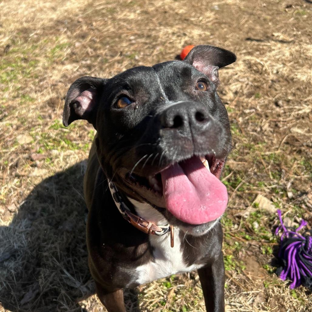 Enlarge Tink, a Adoptable mixed breed in Louisville, KY image 3/5