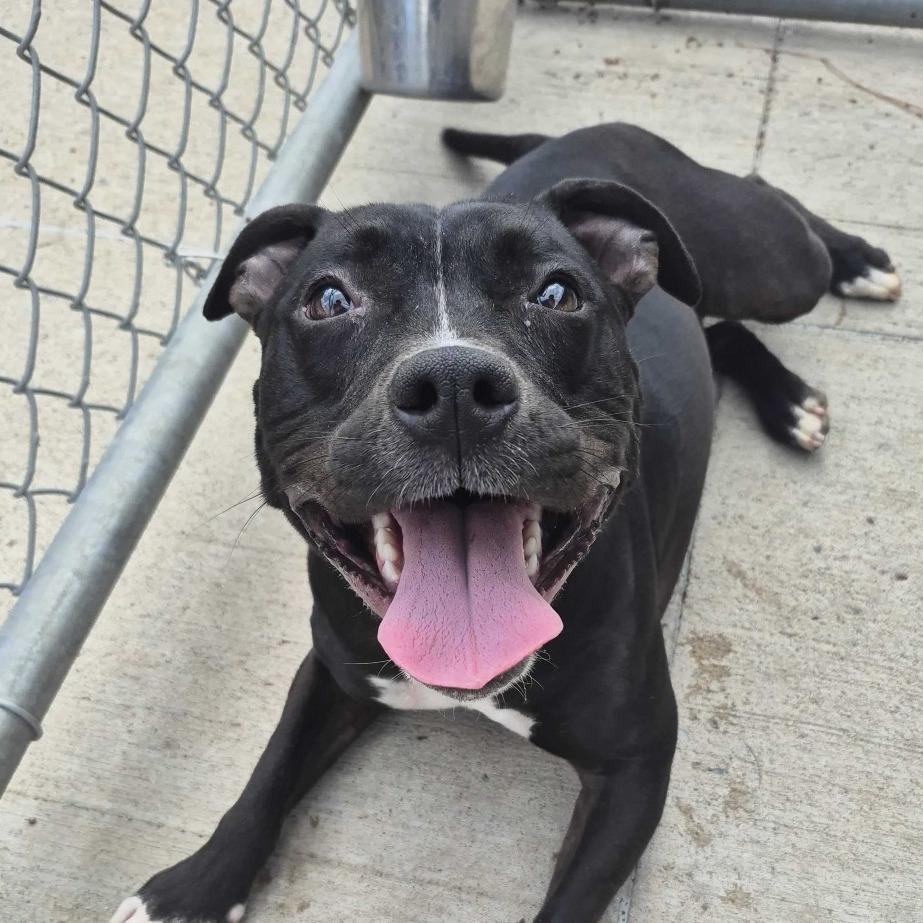 Enlarge Tink, a Adoptable mixed breed in Louisville, KY image 4/5