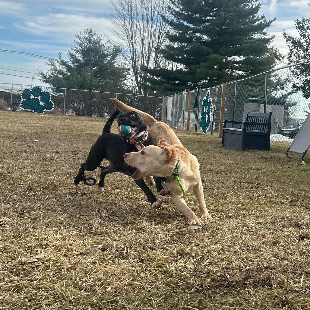 Enlarge Tink, a Adoptable mixed breed in Louisville, KY image 5/5