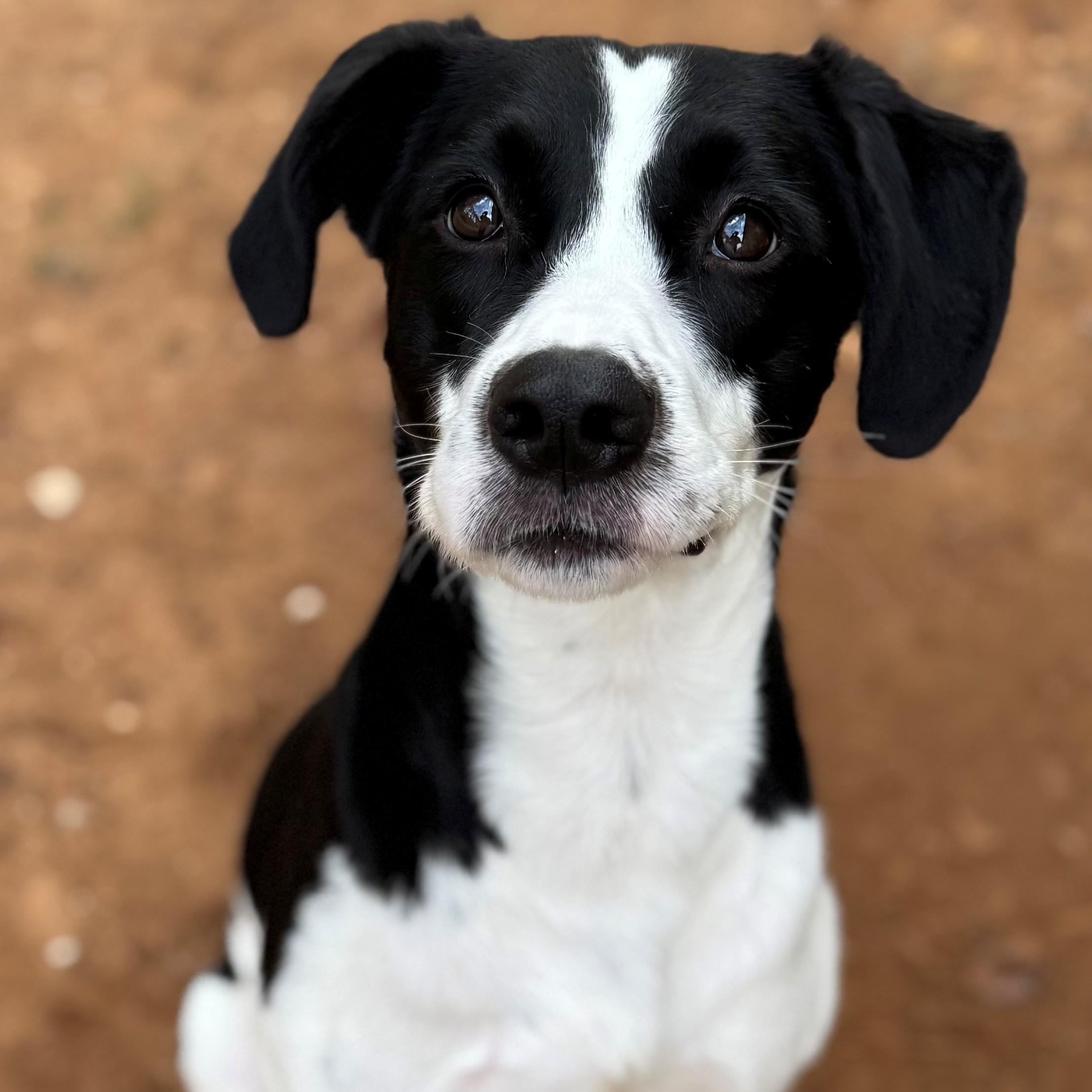 Pugsley, ADOPTABLE, Adult Male Hound.