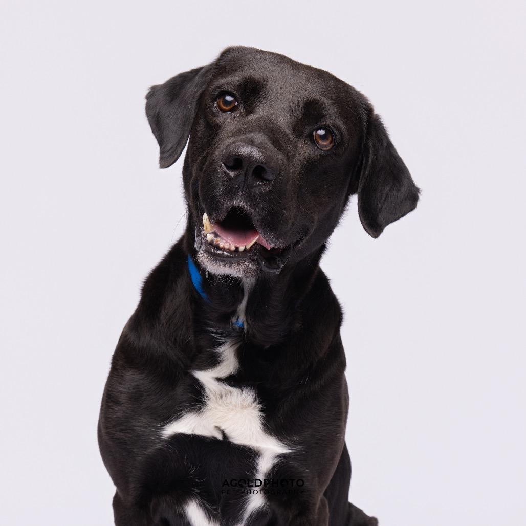 Herculese, Adoptable, Senior Male Labrador Retriever & Mixed Breed.