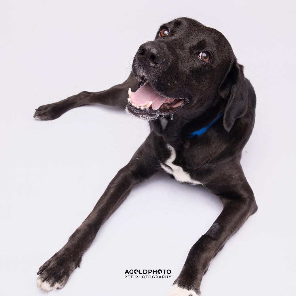 Enlarge Herculese, a Adoptable mixed breed in Palm Springs, CA image 2/6