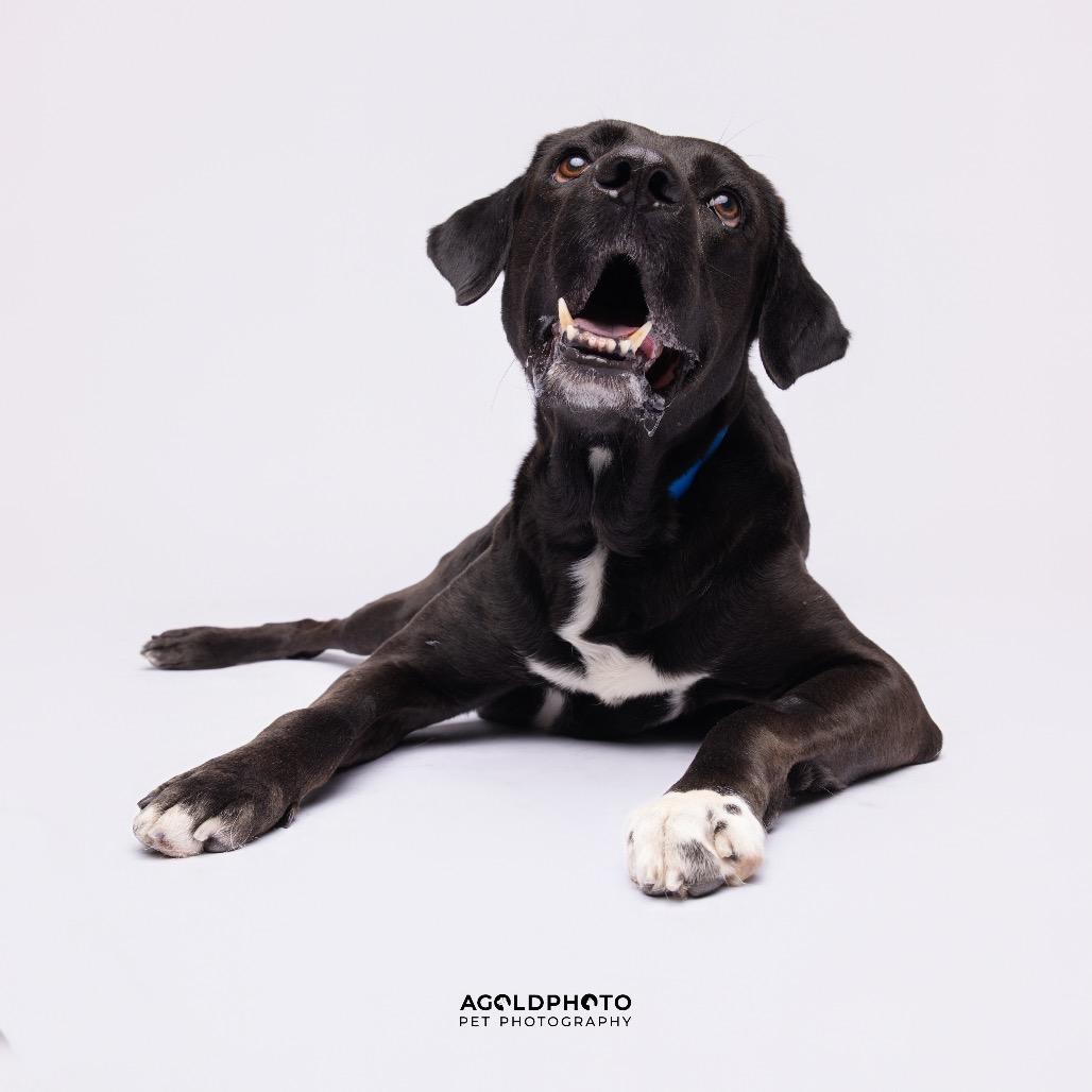 Enlarge Herculese, a Adoptable mixed breed in Palm Springs, CA image 3/6