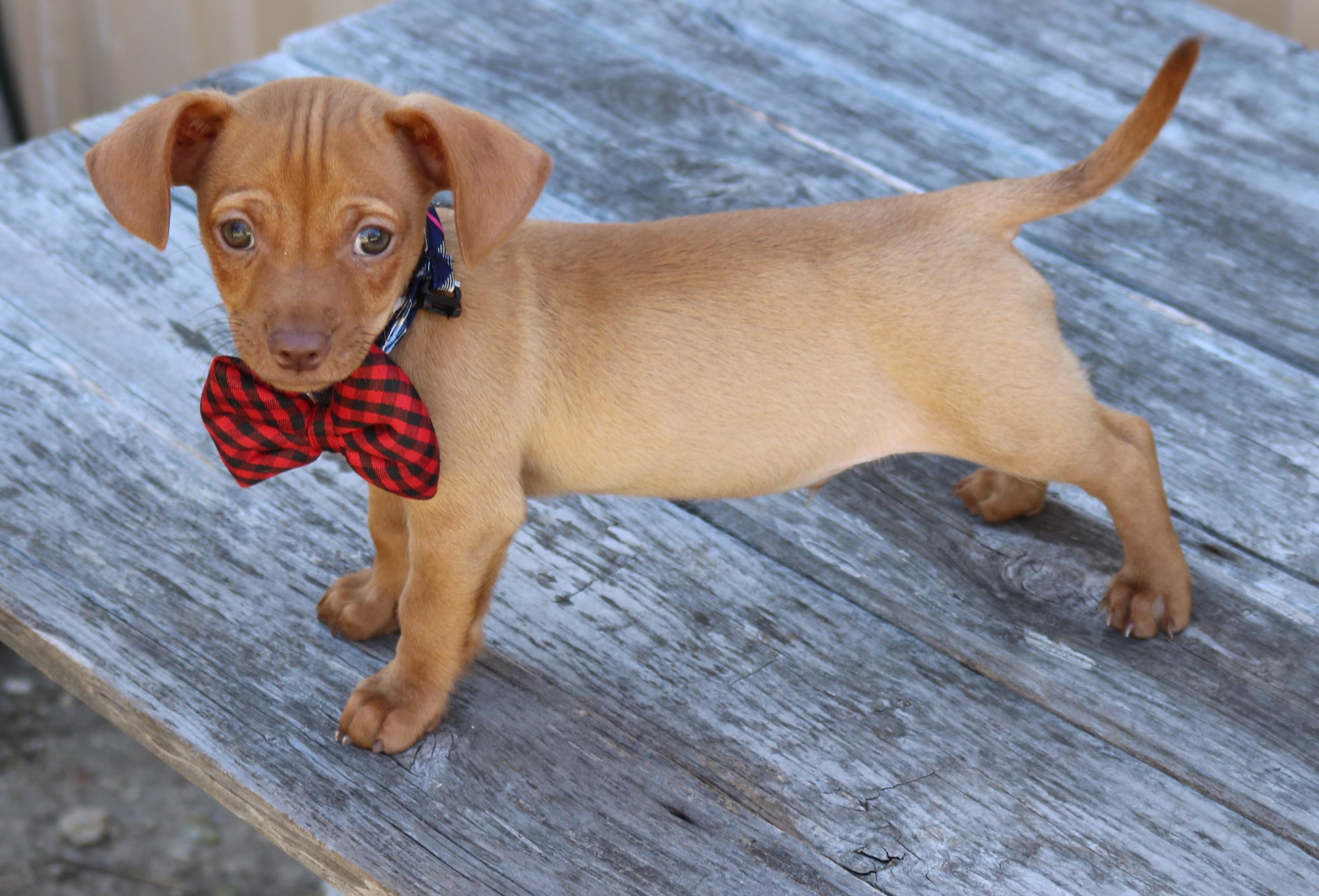 Enlarge Proton, an adopted mixed breed in Bandera, TX image 3/4