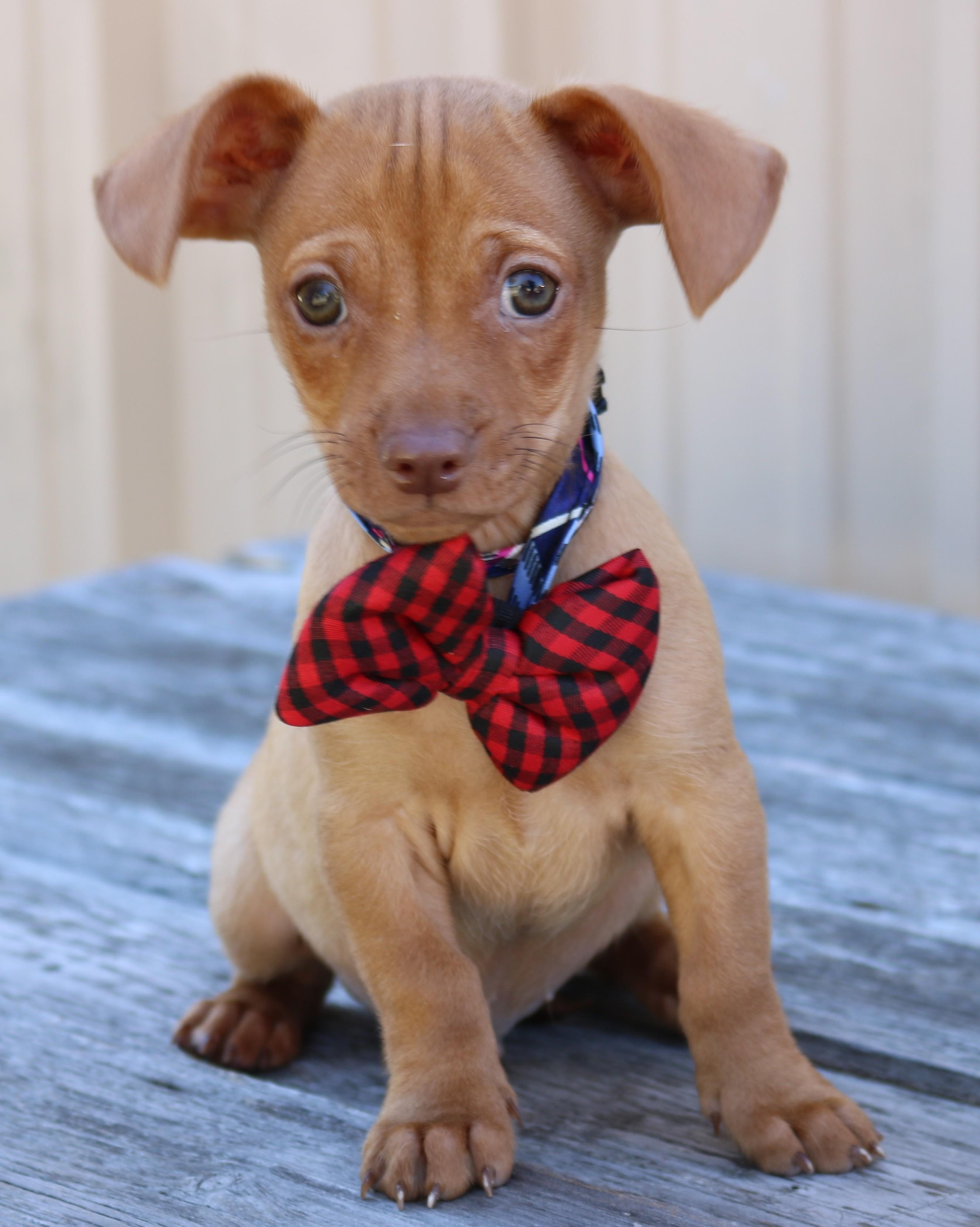 Proton, adopted, Puppy Male Chihuahua & Dachshund.