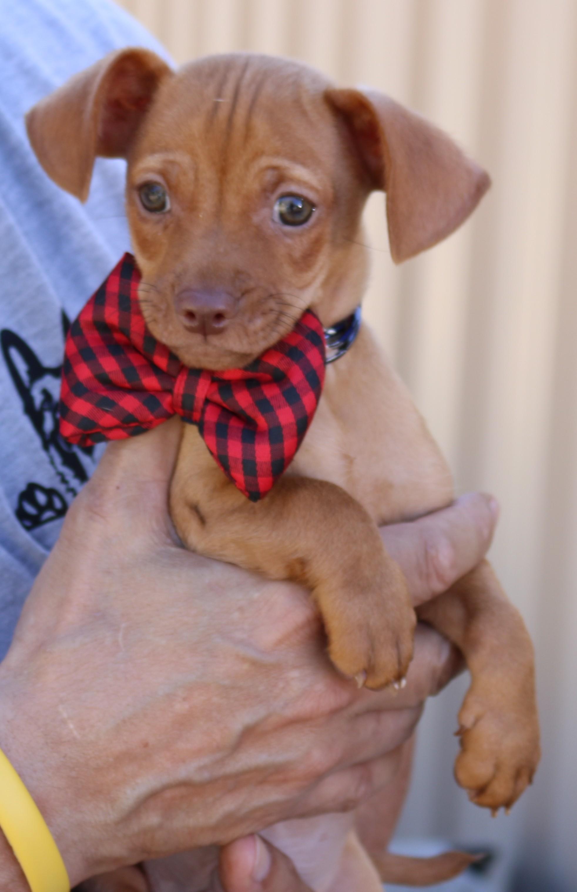 Enlarge Proton, an adopted mixed breed in Bandera, TX image 4/4