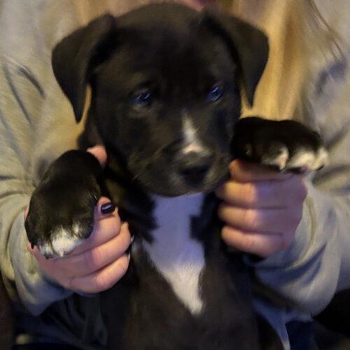 GILBERT, a Adoptable mixed breed in San Juan Capistrano, CA image 1/5