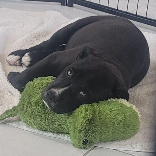 GILBERT, a Adoptable mixed breed in San Juan Capistrano, CA image 2/5