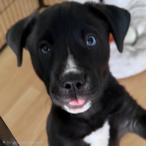 GILBERT, a Adoptable mixed breed in San Juan Capistrano, CA image 4/5