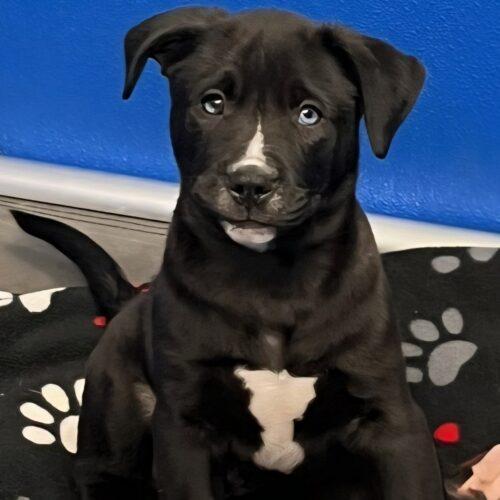 GILBERT, a Adoptable mixed breed in San Juan Capistrano, CA image 5/5