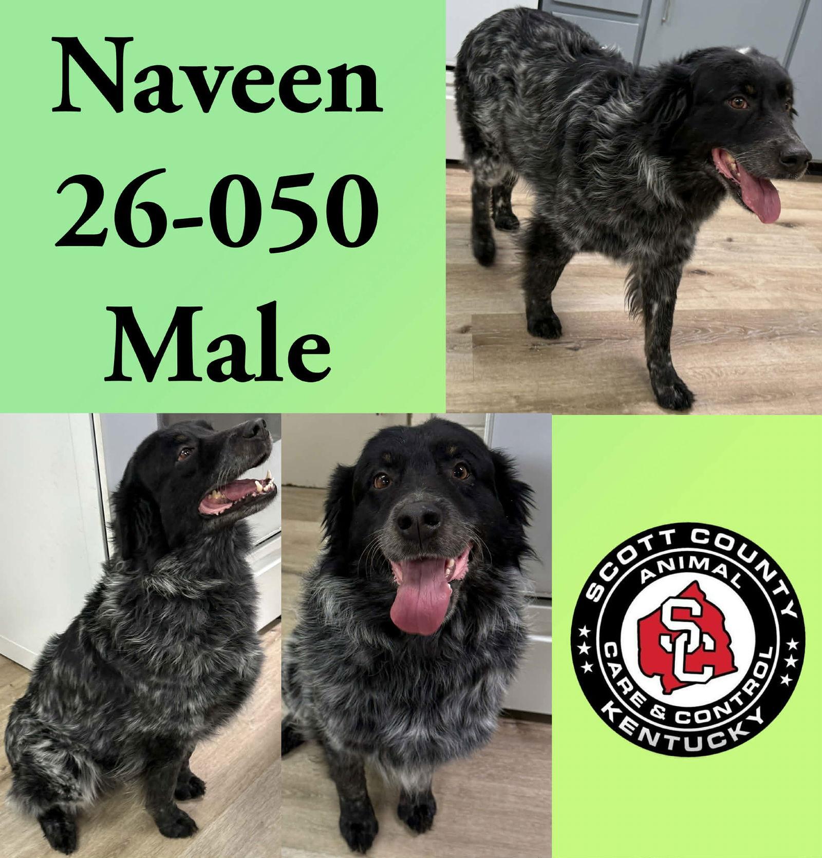 Naveen, Adoptable, Adult Male Australian Shepherd.