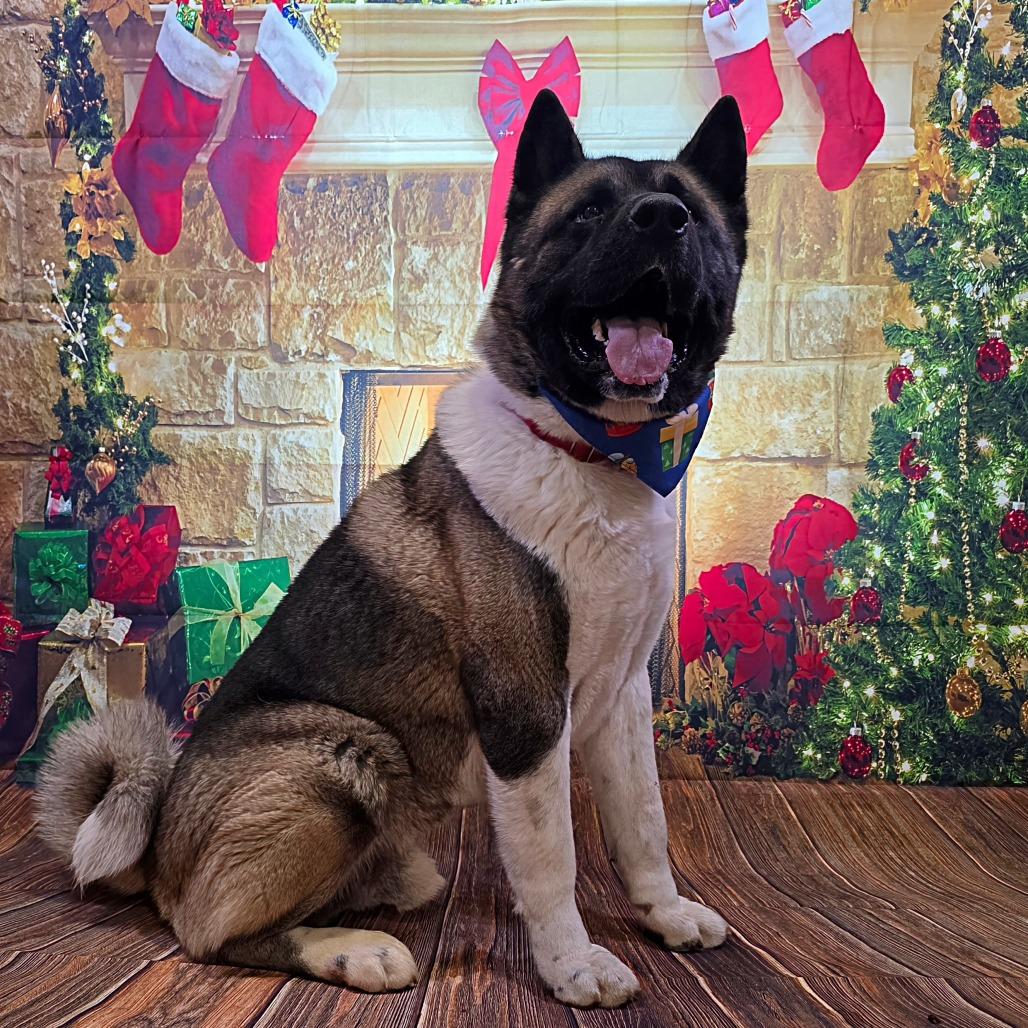 Benji, Adoptable, Adult Male Akita.