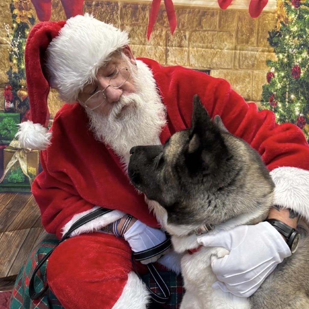Enlarge Benji, a Adoptable Akita in Easton, PA image 2/6