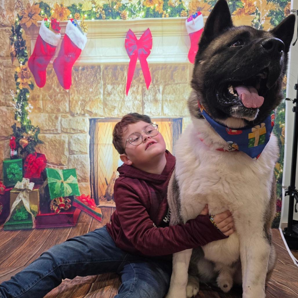 Enlarge Benji, a Adoptable Akita in Easton, PA image 3/6