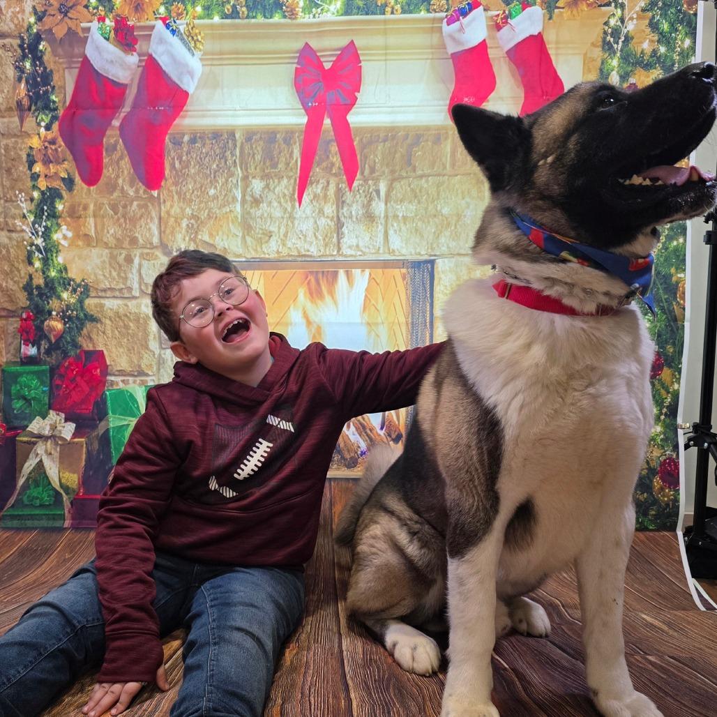 Enlarge Benji, a Adoptable Akita in Easton, PA image 4/6