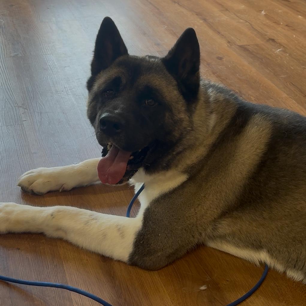 Enlarge Benji, a Adoptable Akita in Easton, PA image 5/6