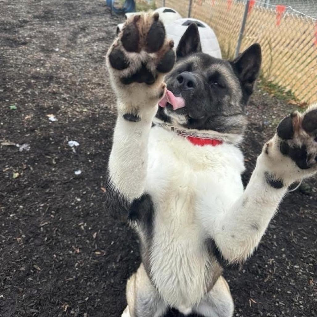 Enlarge Benji, a Adoptable Akita in Easton, PA image 6/6
